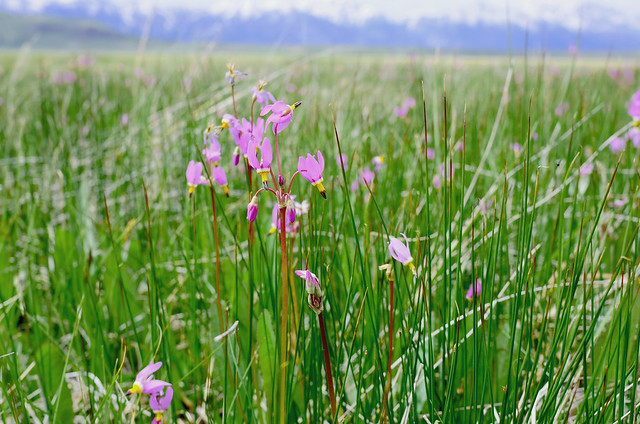 Wildflowers on the National Elk Refuge