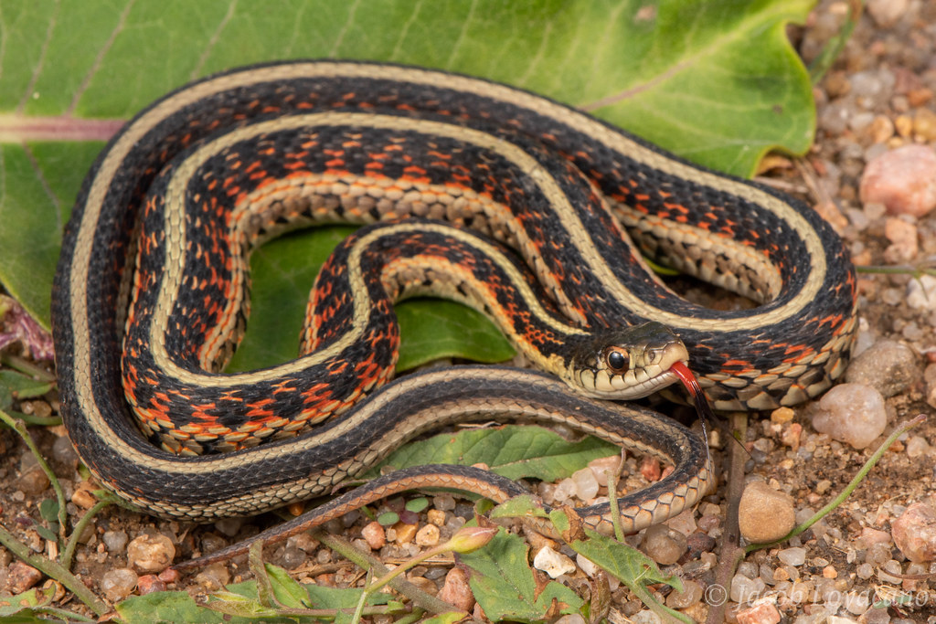 Garter Snake (Thamnophis sirtalis) | Kansas | Jacob Loyacano | Flickr