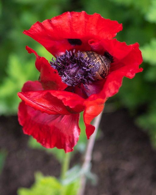 Poppy with a passenger