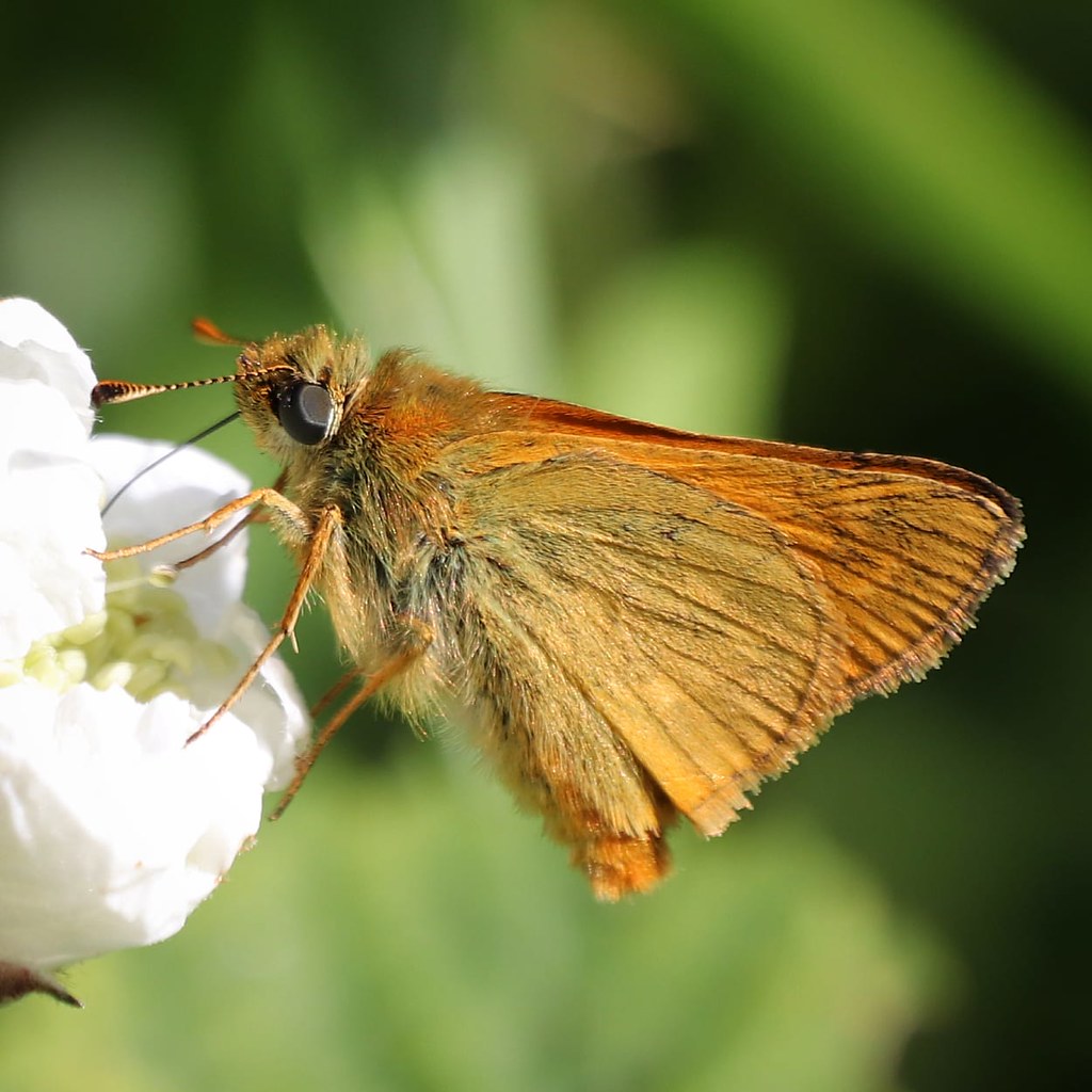 Skipper Butterfly (EXPLORE June 11, 2022)