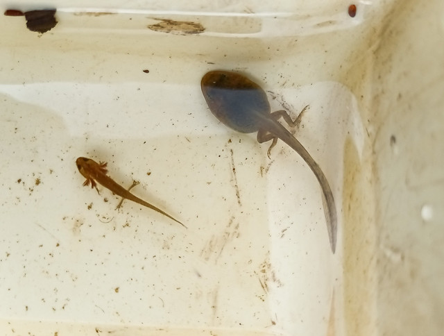 Frog and Newt Tadpoles