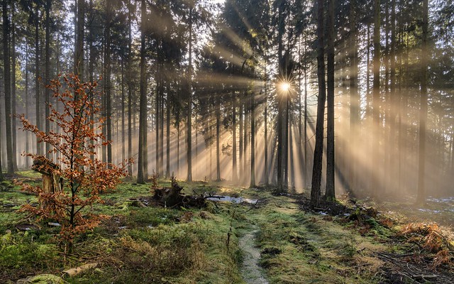 *when fog and sun enchant the forest...*
