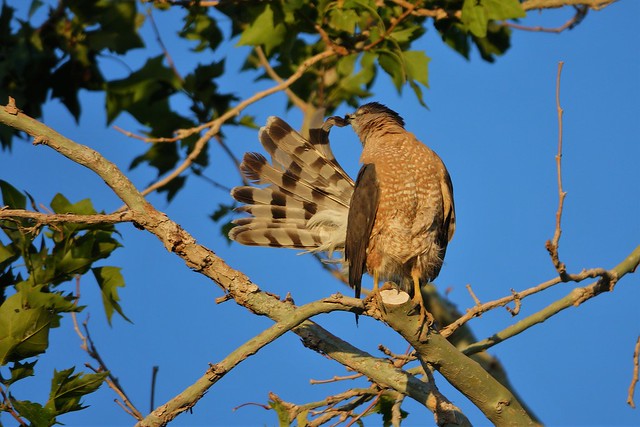 Coopers hawk and its fancy feathers-Mojave desert