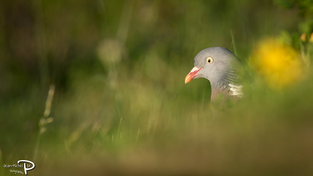 Pigeon ramier (Domaine des oiseaux - 09)