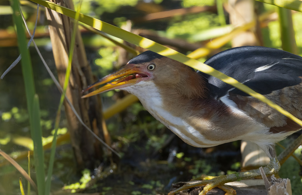 Least Bittern; Wood Lake Nature Center, Richfield, MN 8309… | Flickr