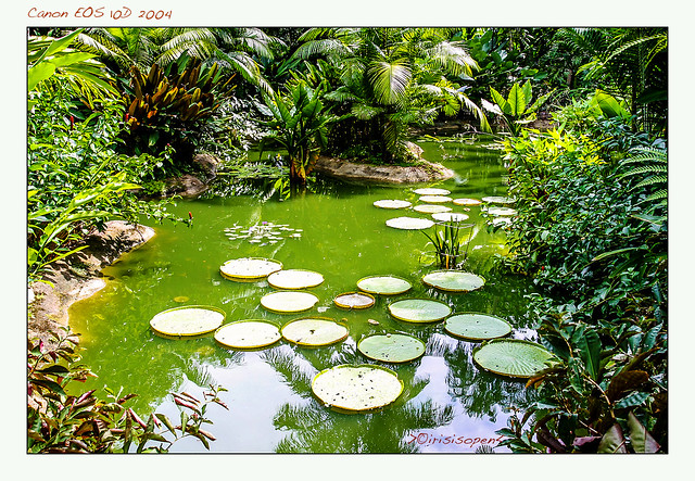 Botanischer-Garten-Singapur-#-159_5954-#-Canon-EOS-10D---2004