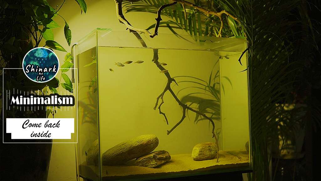 Biotope-Biotop-minimalist-tank-aquarium-aquascape-low-budg…