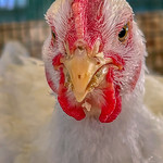 Portrait Of A Leghorn Chicken