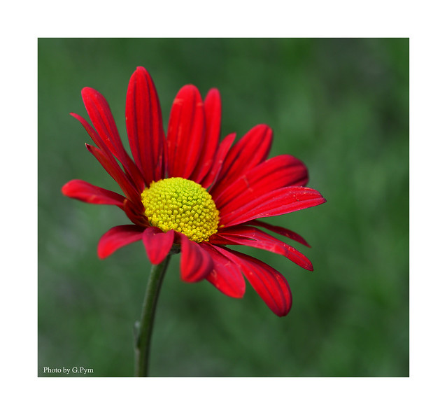 Red floral macro