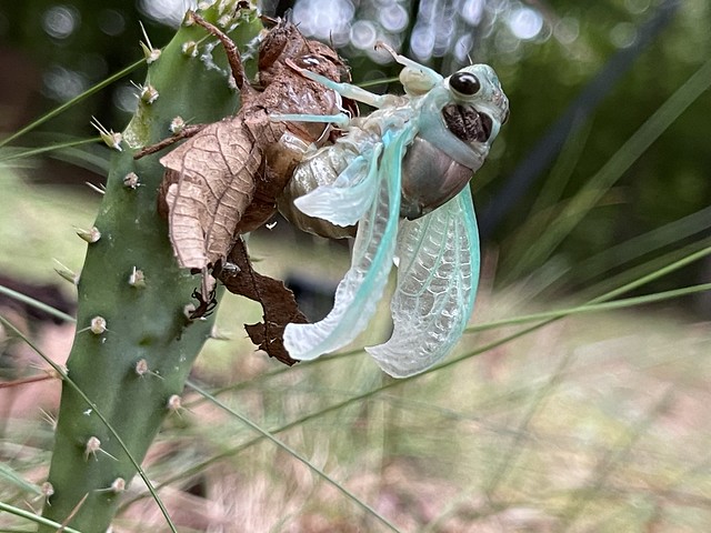 Cicada unveiling