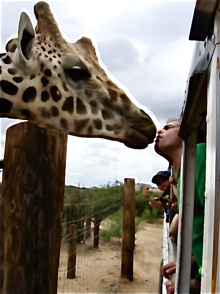 Kissing a giraffe.