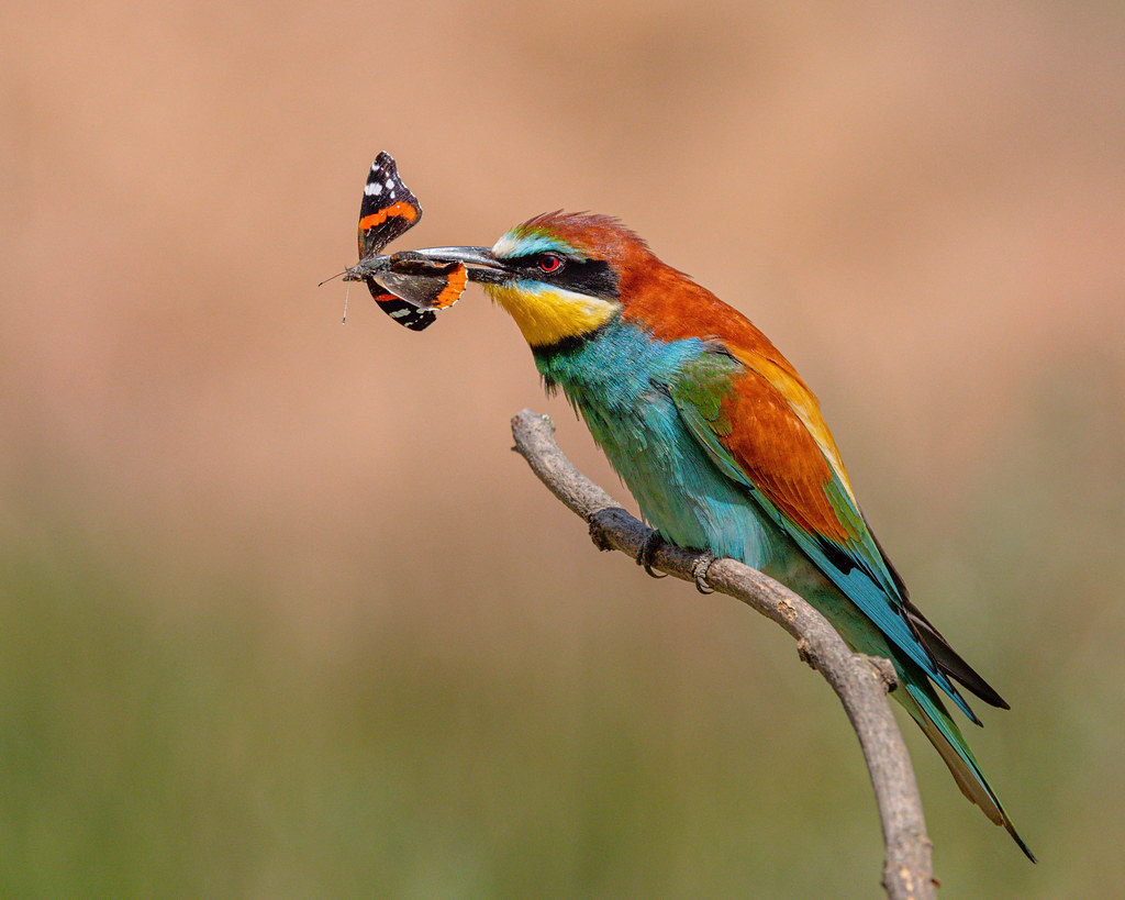 Bee eater and butterfly!