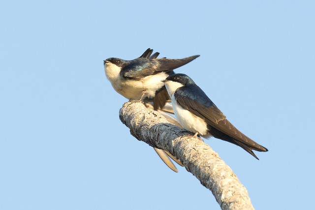 Blue-and-white Swallow (Pygochelidon cyanoleuca)