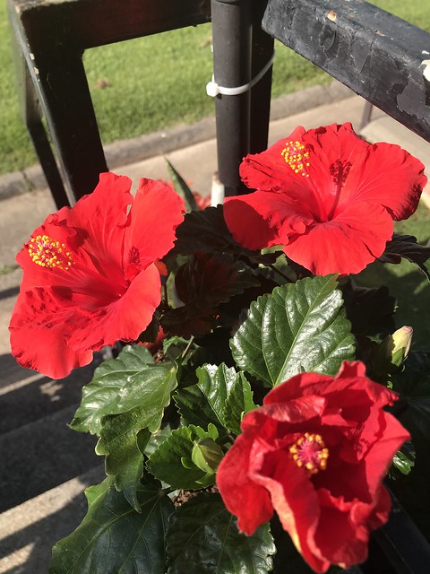 My gorgeous blooming Hibiscus!