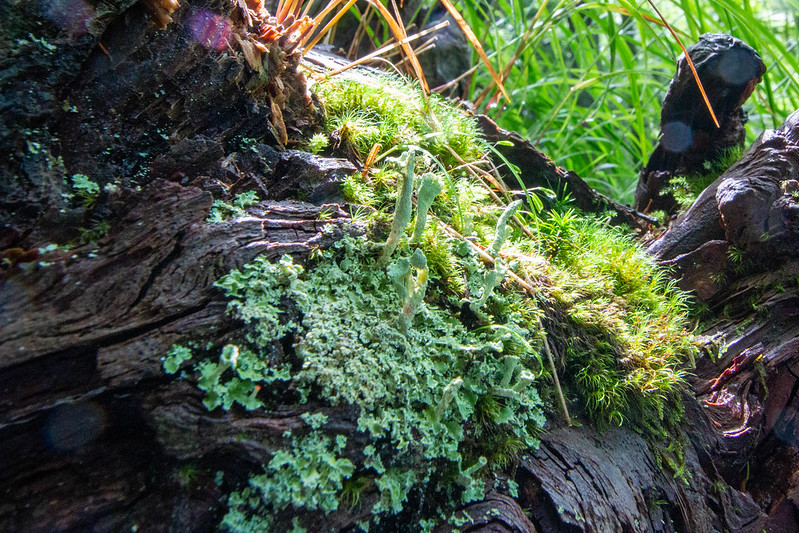 苔の森