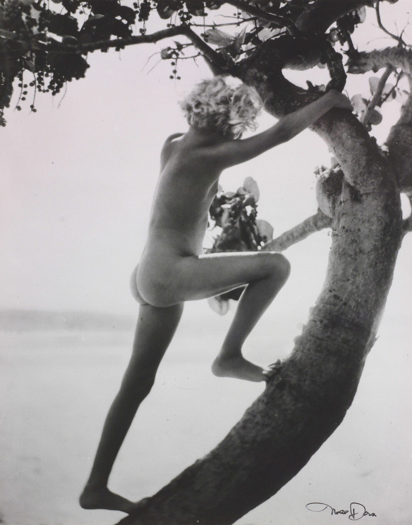 Nell Dorr :: The Sea Grape Tree, 1927-29. # 36 From In a Blue Moon, published 1939. Amon Carter Museum