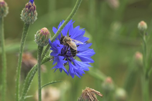 Cornflower with Insect | by dnktb812