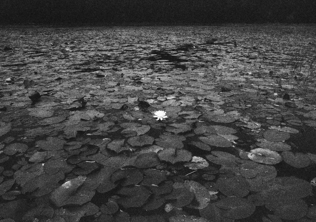 Single flower in a sea of Lily pads