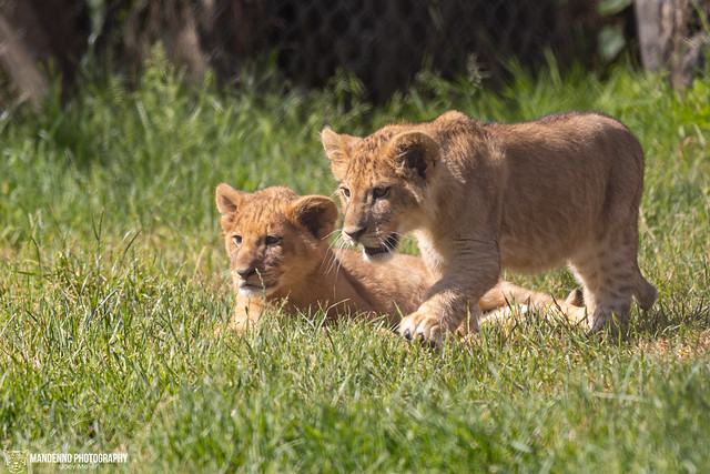 African Lion Cubs - Pairi Daiza - Belgium