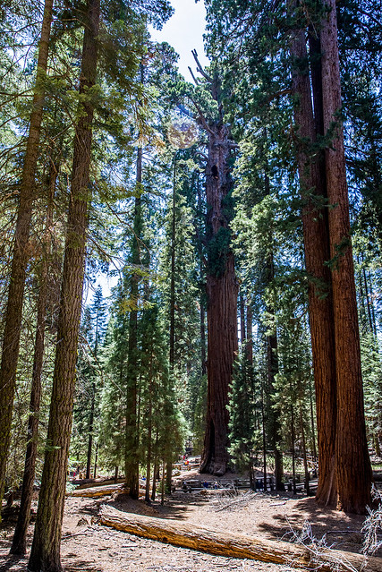 General Sherman tree - Sequoia National Park