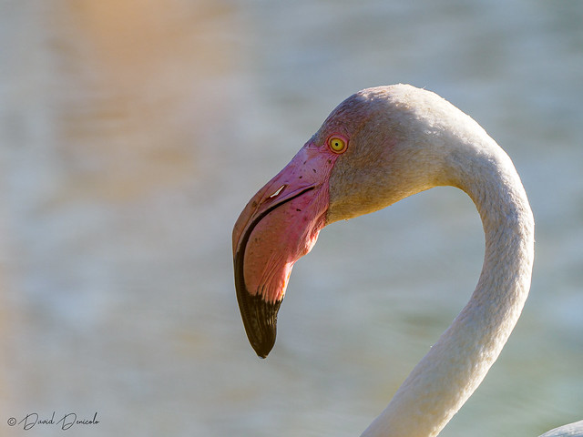 Flamingo details