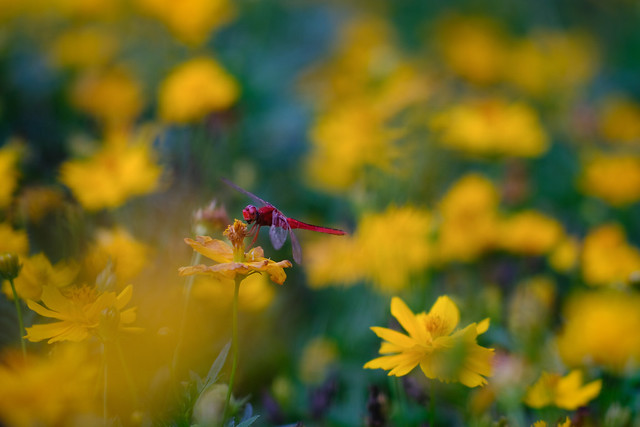 Red Dragon among the Yellow Universe of Cosmos