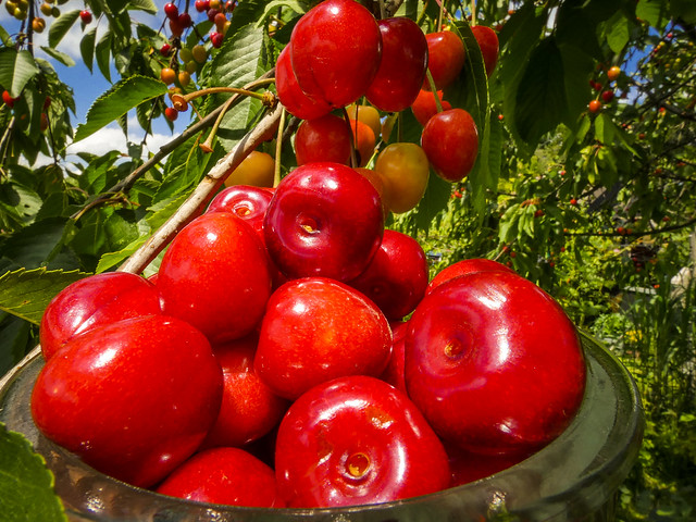 Cherries fresh from the tree  ⭐ Explore! June 29, 2022