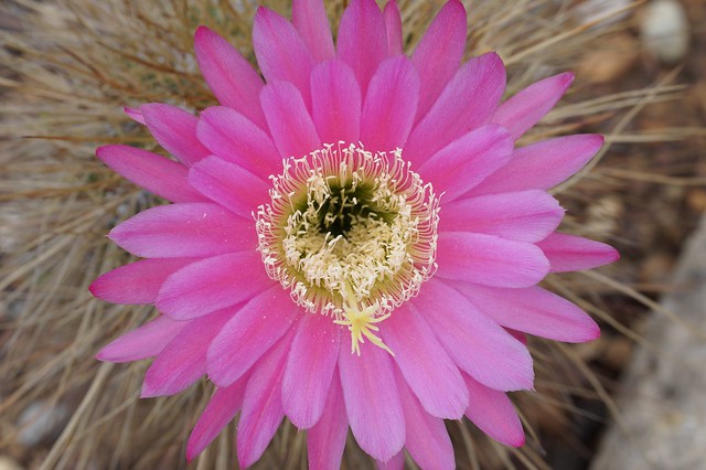 Echinopsis tarijensis (= Trichocereus tarijensis) 52139390122_987731f7dd_z