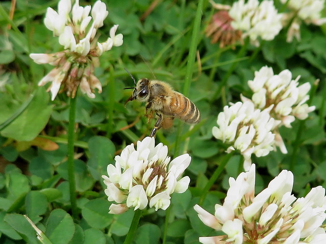Honey Bee In Flight With Tongue Extended, To Clover Flowers IMG_7215