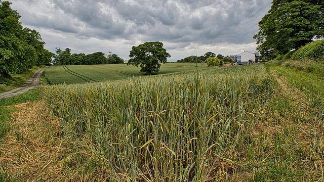 cutthorpe field