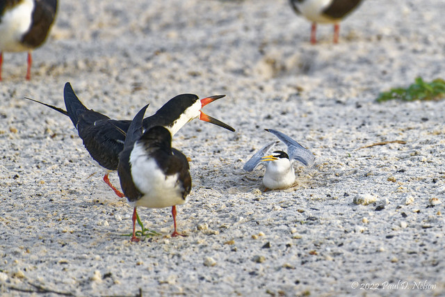 _PDN0667_Black Skimmer and a Least Tern have an argument; Navarre Beach, Florida
