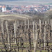 V pozadí Perná, cesta nad vinicemi a Pernou po modré značce, foto: Petr Nejedlý