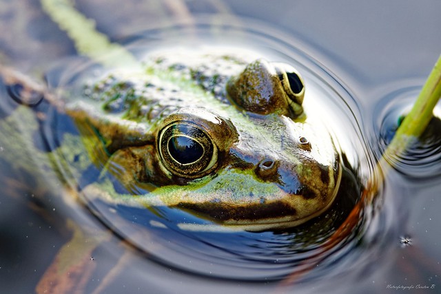 Teichfrosch / pond frog (Pelophylax esculentus)