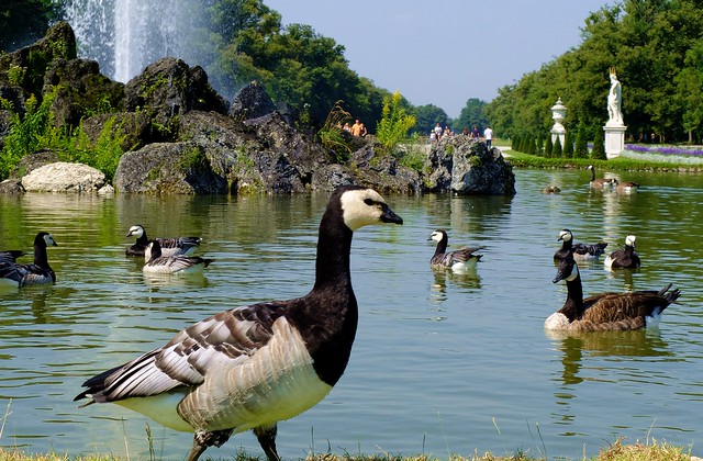 Munich - Geese