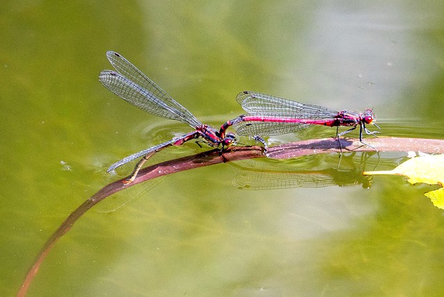 Dragonflies mating, Holland.