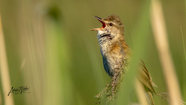 Singing - Great Reed Warbler