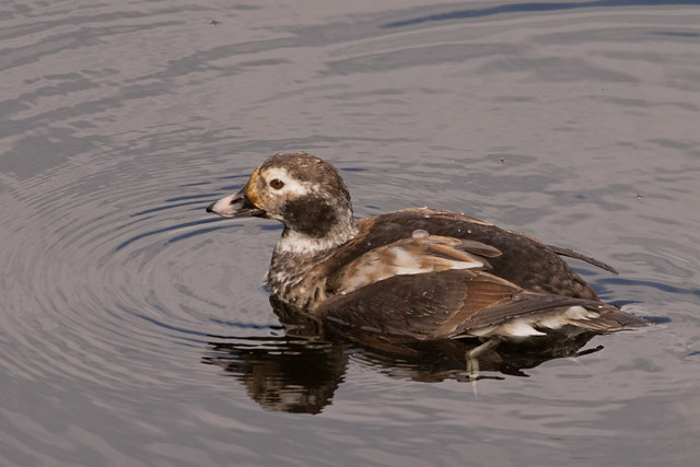Long-tailed Duck, Loch Lomond, Scotland