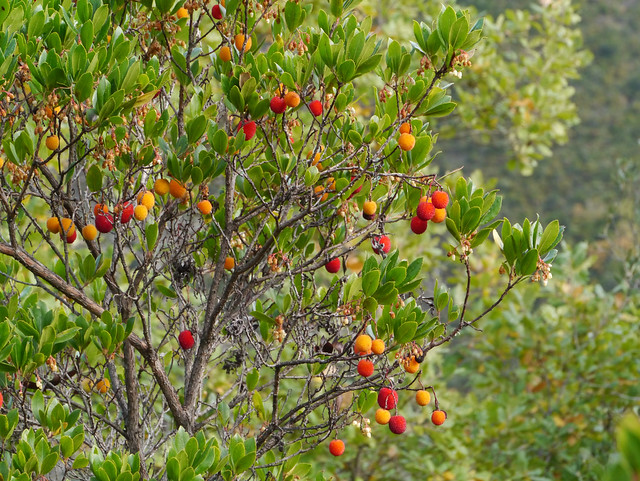 Strawberry tree (Arbutus unedo), Belvedere du Diable, Belvianes
