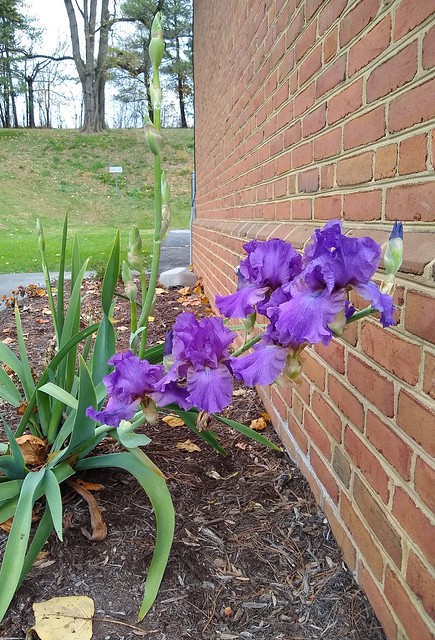 November Irises