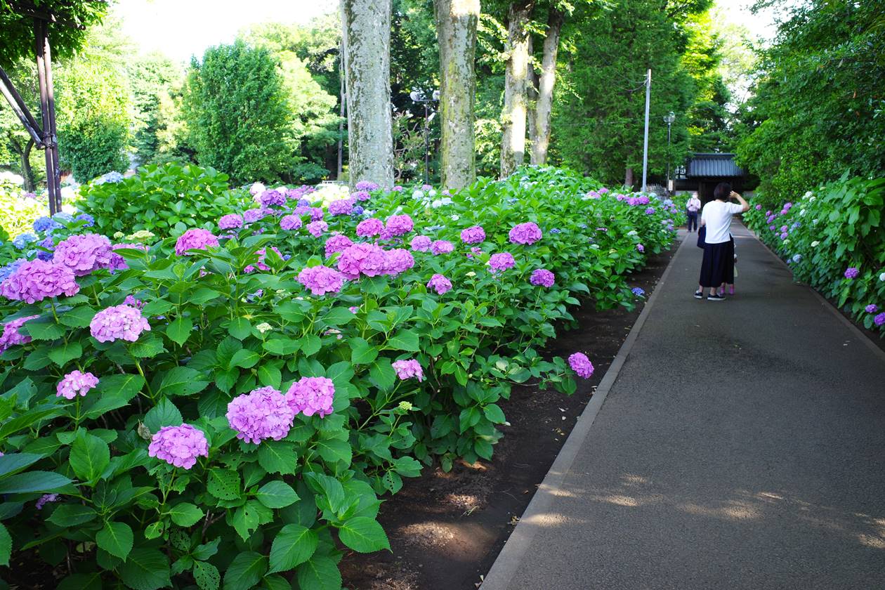 【東京】杉並区・妙法寺 都内有数の紫陽花（アジサイ）の名所へ