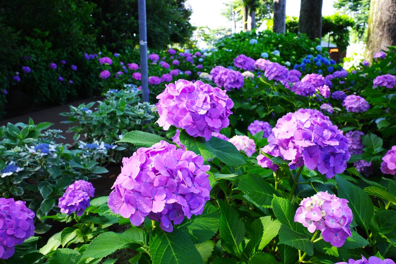 【東京】杉並区・妙法寺 都内有数の紫陽花（アジサイ）の名所へ