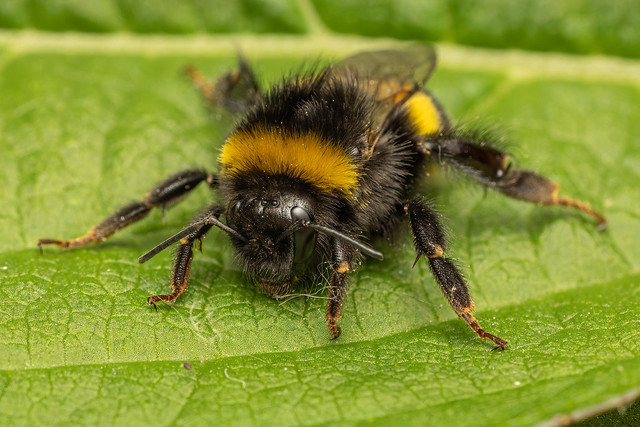 Buff-tailed Bumble Bee (Bombus terrestris)