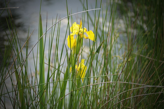 Versteckte Sumpf-Schönheit - hidden bog beauty