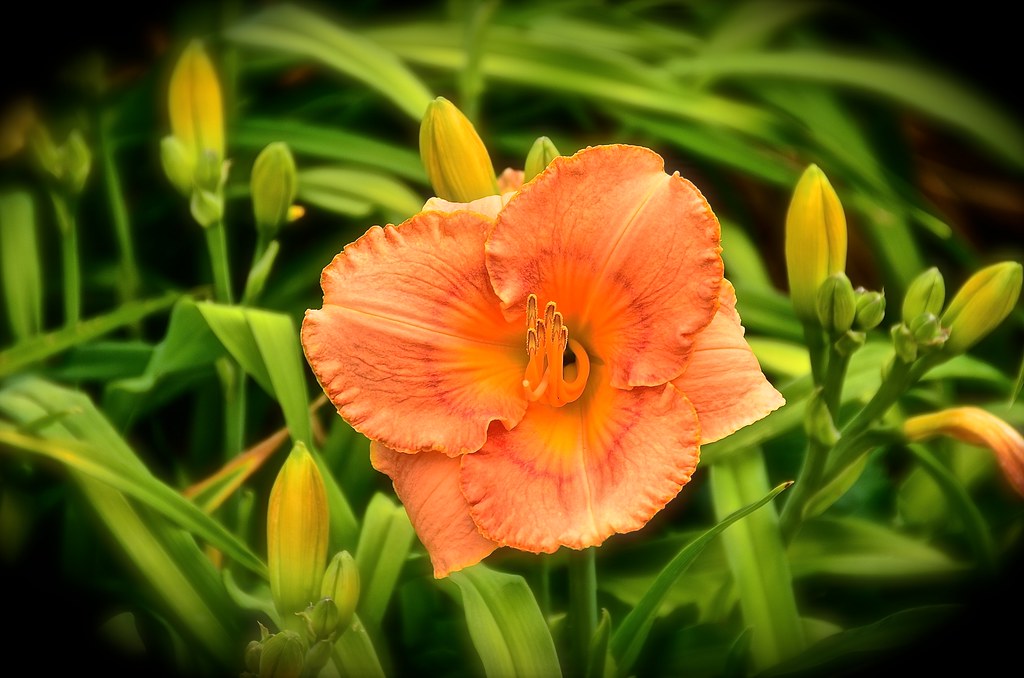 Day Lily - Set 2 - 4 of 5