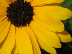 Sunflower Macro for Week 23 of "52 Weeks of 2022"