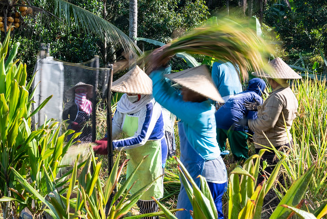 Threshing rice, Bali