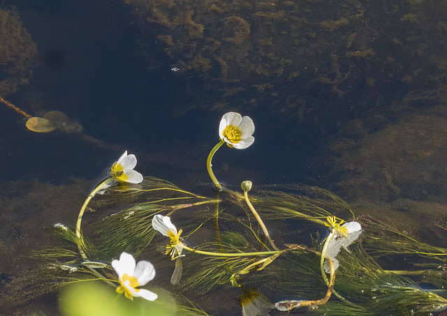 Water Crowfoot (Ranunculus aquiltilis)