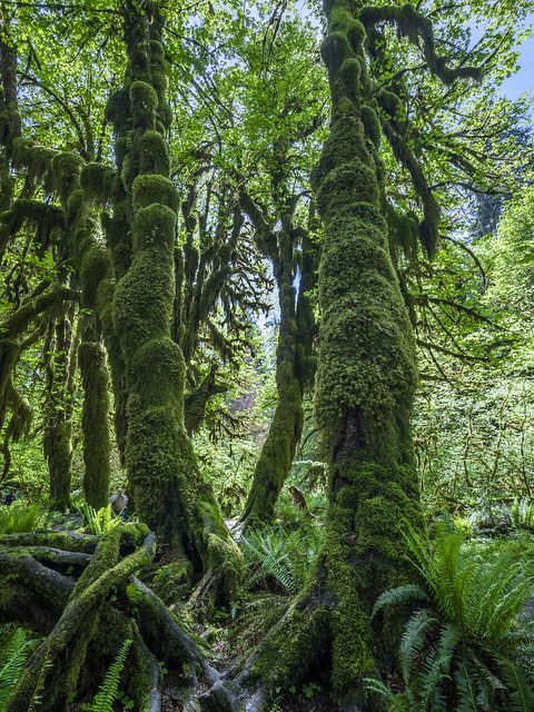 Hall of Mosses Hoh Rainforest Olympic National Park Washington Ferns Hanging Moss Fine Art Landscape Photography Fuji GFX100s Medium Format! Elliot McGucken Master Fine Art Nature Photographer Pacific Northwest Fuji GFX 100s GF Lens Washington Rain Forest