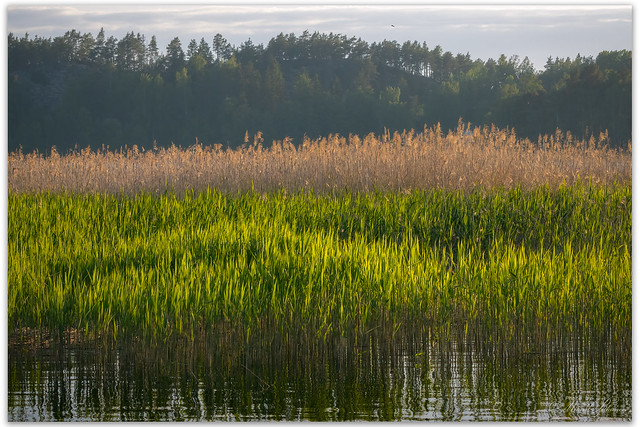 Reeds in the Evening Sun