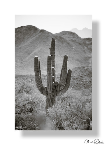 tontonationalforest cactus mountains nikon z9 70200mmnikkor